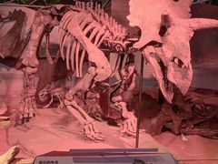 -正佳自然科学博物馆