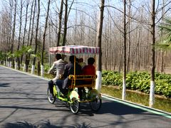 -合肥滨湖国家森林公园