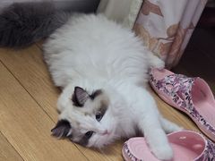 -猫十亿·布偶金渐层·曼基康矮脚猫舍(青年路店)