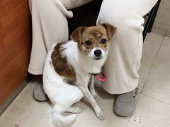 -艾贝尔宠物医院·狂犬免疫点(江山金象城店)