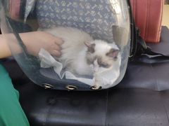 -瑞派天宁宠物医院·猫科·异宠中心