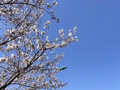 -顾村公园