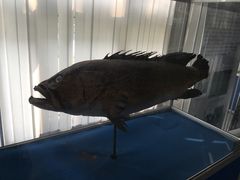 -上海海洋大学鱼文化博物馆(军工路校区)