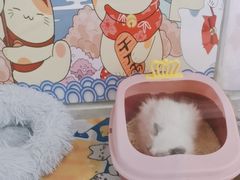 -糯米喵星人总部直营旗舰店·猫舍·幼猫出售