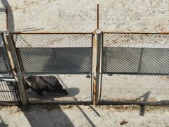 -青藏高原野生动物园