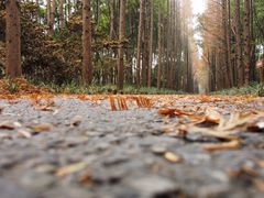 -上海滨江森林公园
