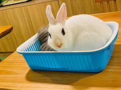 -藦茜花园宠物主题亲子互动体验馆(国顺东路店)