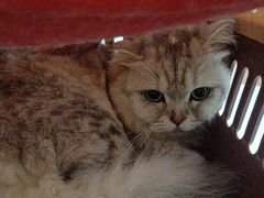 -凯特喵百思猫专科医院