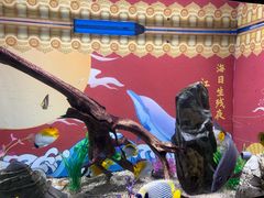 -烟台海昌鲸鲨海洋公园