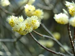 -浙江安吉JW万豪酒店·万豪中餐厅