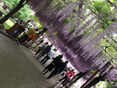 -嘉定紫藤园