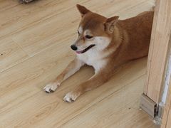 -柴の食堂·日式家庭料理·熊之肆(大学路店)