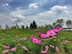 -北纬44度·金珠花海休闲农业旅游景区