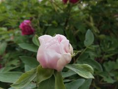 -洛阳市隋唐城遗址植物园