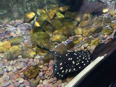 -迪拜水族馆及水下动物园