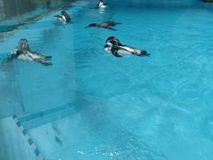 -帝企鹅自助餐厅•儿童岛•真企鹅(长隆企鹅酒店)