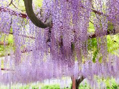 -嘉定紫藤园