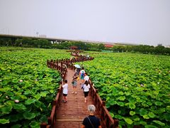 -荷塘月色湿地公园·向阳花洲