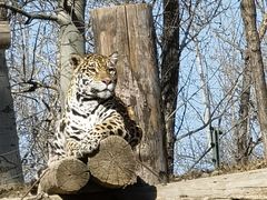 -北京野生动物园