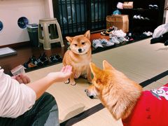 -逗柴咖啡屋·狗咖猫咖宠物桌游