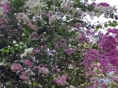 -深圳国际园林花卉博览园