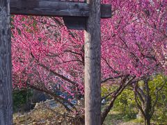 -苏州上方山国家森林公园