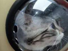 -宠颐生宠物医院·心肾内科·猫专科诊疗中心宠巢店