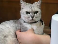 -李小姐の猫咖啡馆(五角场店)