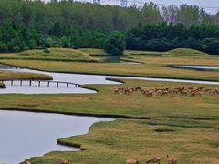 -溱湖国家湿地公园