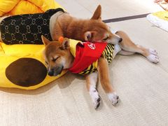 -逗柴咖啡屋·狗咖猫咖宠物桌游