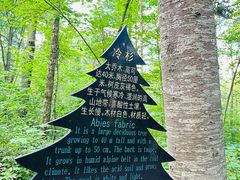 -汤旺河林海奇石景区