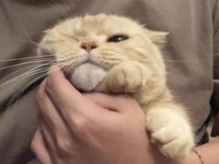 -蒙醇鲜酿酸奶