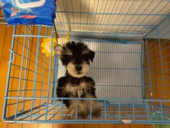 -翊宠yipet猫狗购宠庄园犬舍•猫舍