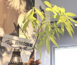-天秤座发型社