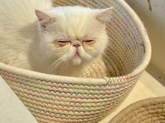 -怪兽屋·羊驼·猫咖·狗咖(俊华广场店)