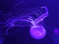 -合肥海洋世界