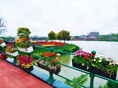 -荷兰花海