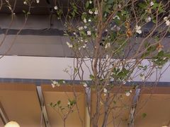 -桂满陇·海市蜃楼·黑金(国金店)