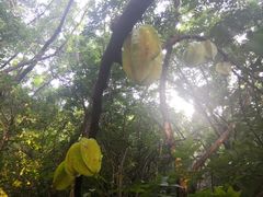 -燕晗山郊野公园