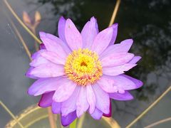 -池杉湖湿地公园