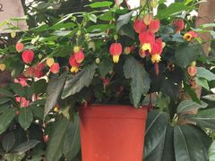 -秦美花卉(天朗·莱茵小城2期店)