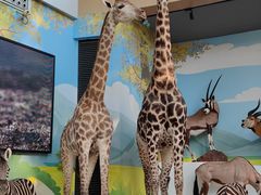 -陕西自然博物馆