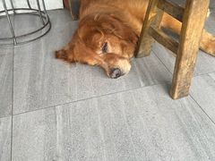 -大邑李记肥肠血旺