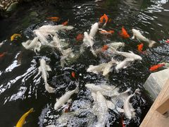 -南宫五洲植物乐园