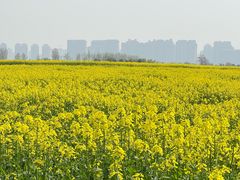 -汉长安城未央宫国家考古遗址公园