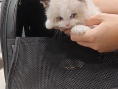 -瑞派动物医院·绝育·犬猫全科·预防医学(光景江南中店)