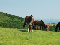 -大姆山草场