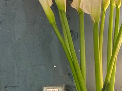 -萨尔瓦多Salvador's
