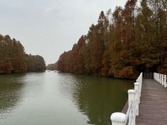 -上海海湾国家森林公园