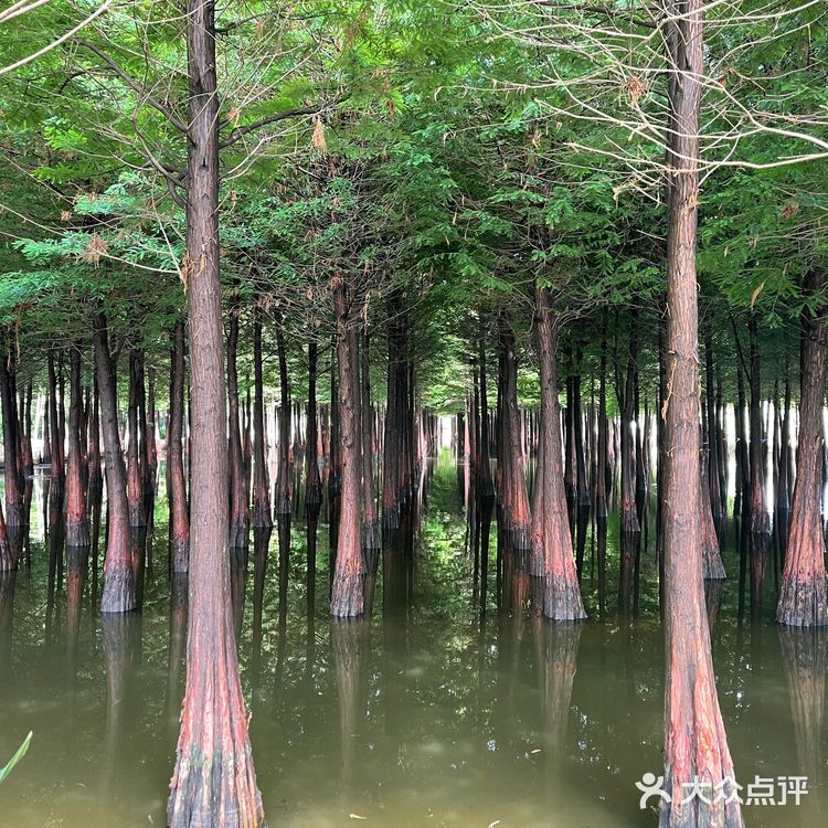 打卡 昆明海洪湿地